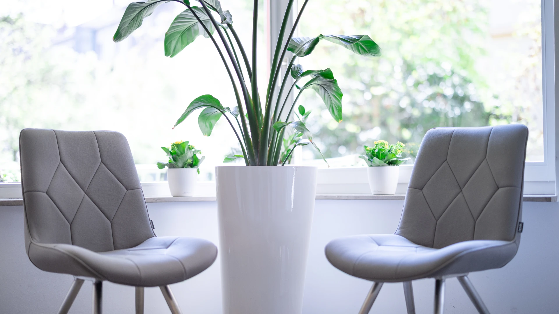 Zahnheilkunde Dr. Meyer - Wartezimmer Blumen Zahnheilkunde Dr. Meyer - Wartezimmer Blumen